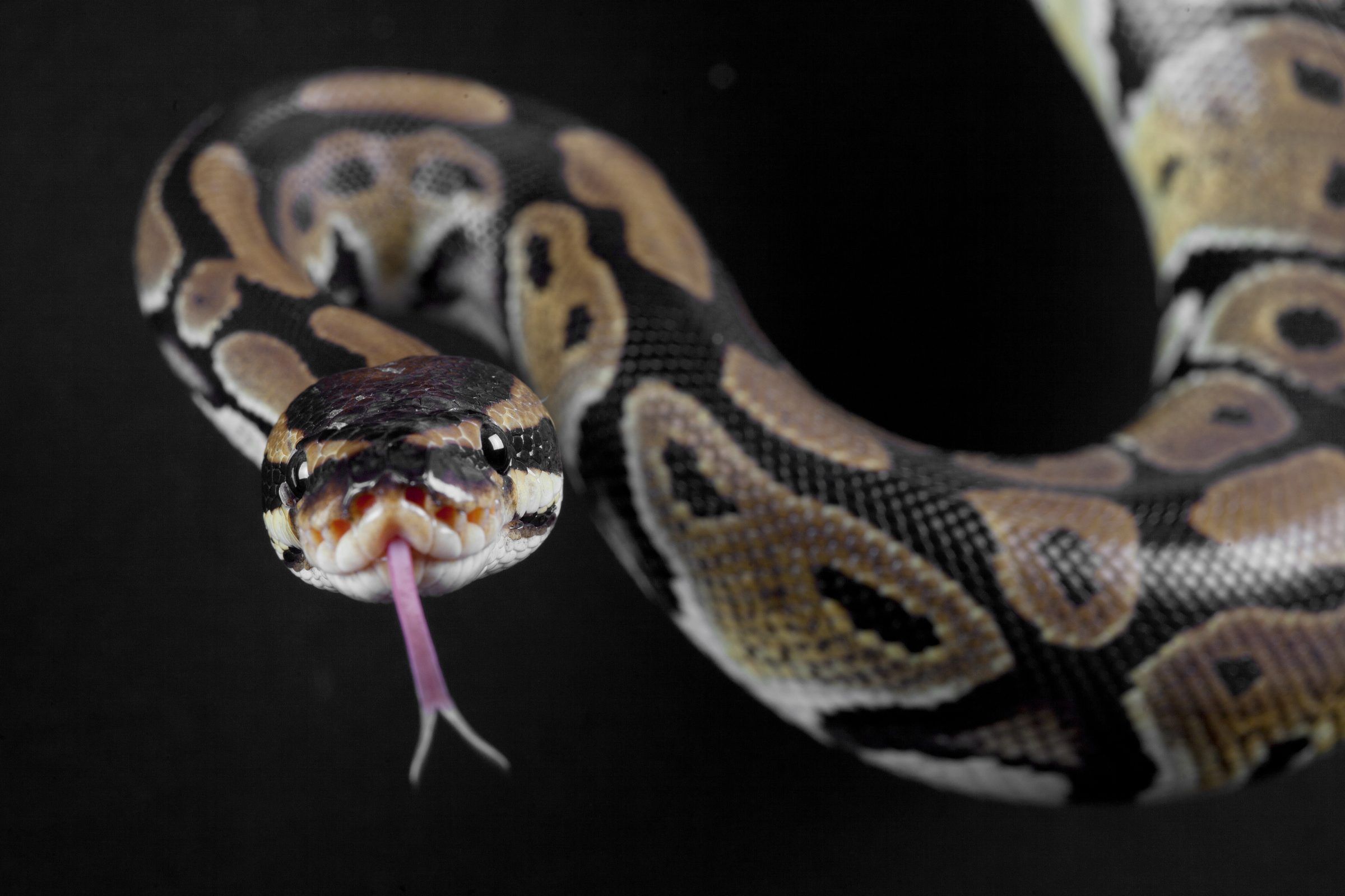Python蛇象征着来自Next Kraftwerke的新配置文件库。必威登录官方网站