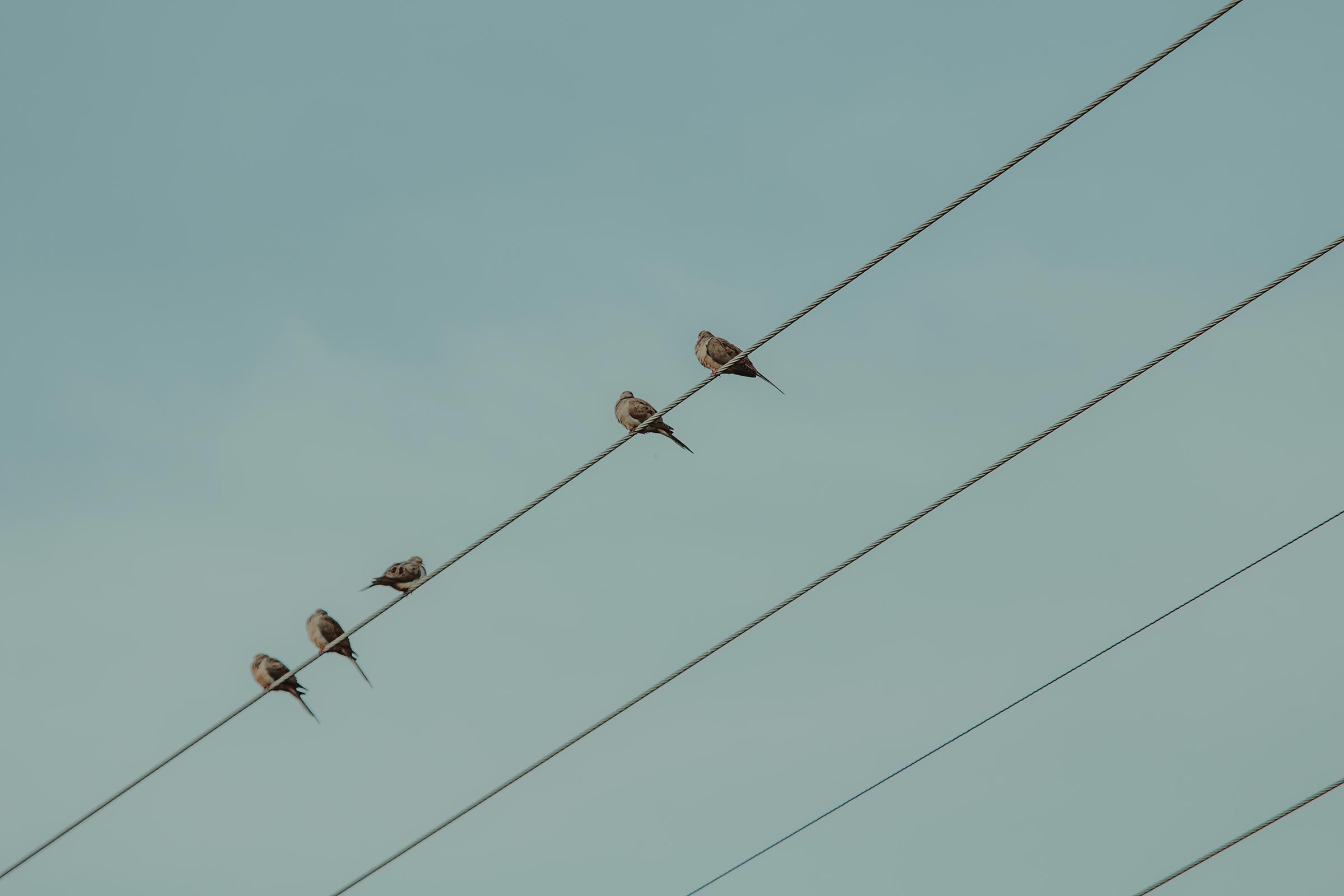 鸟类在电网上保持平衡。
